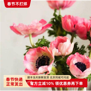 银莲花冬季时令花卉小资家庭办公室插花生日礼物北京同城鲜花速递