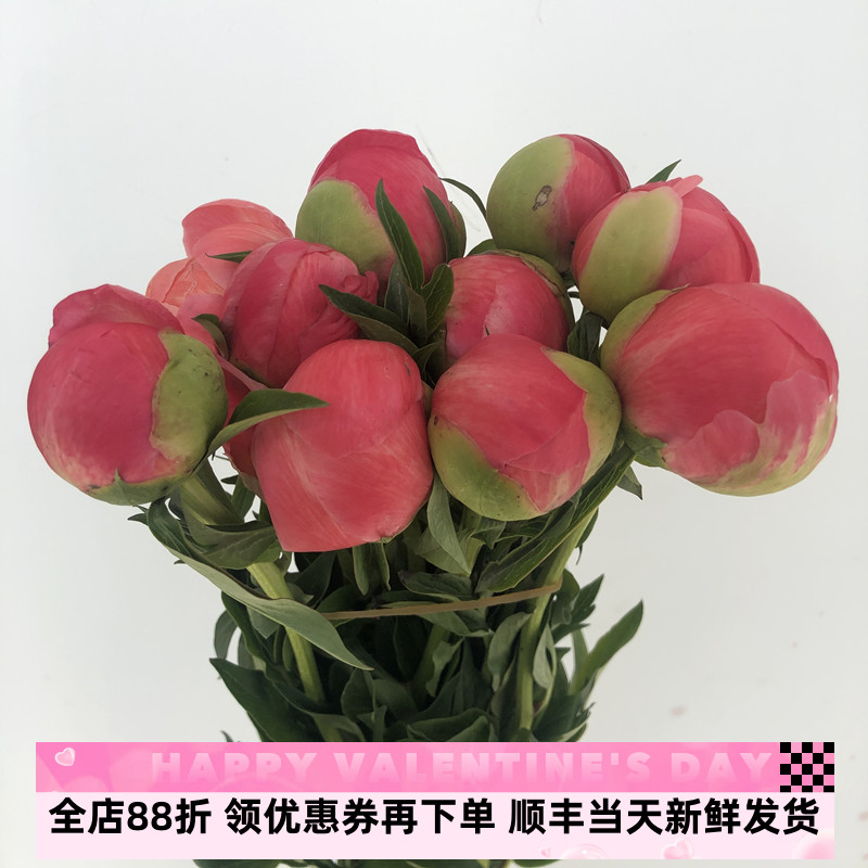 渐变落日珊瑚网红芍药