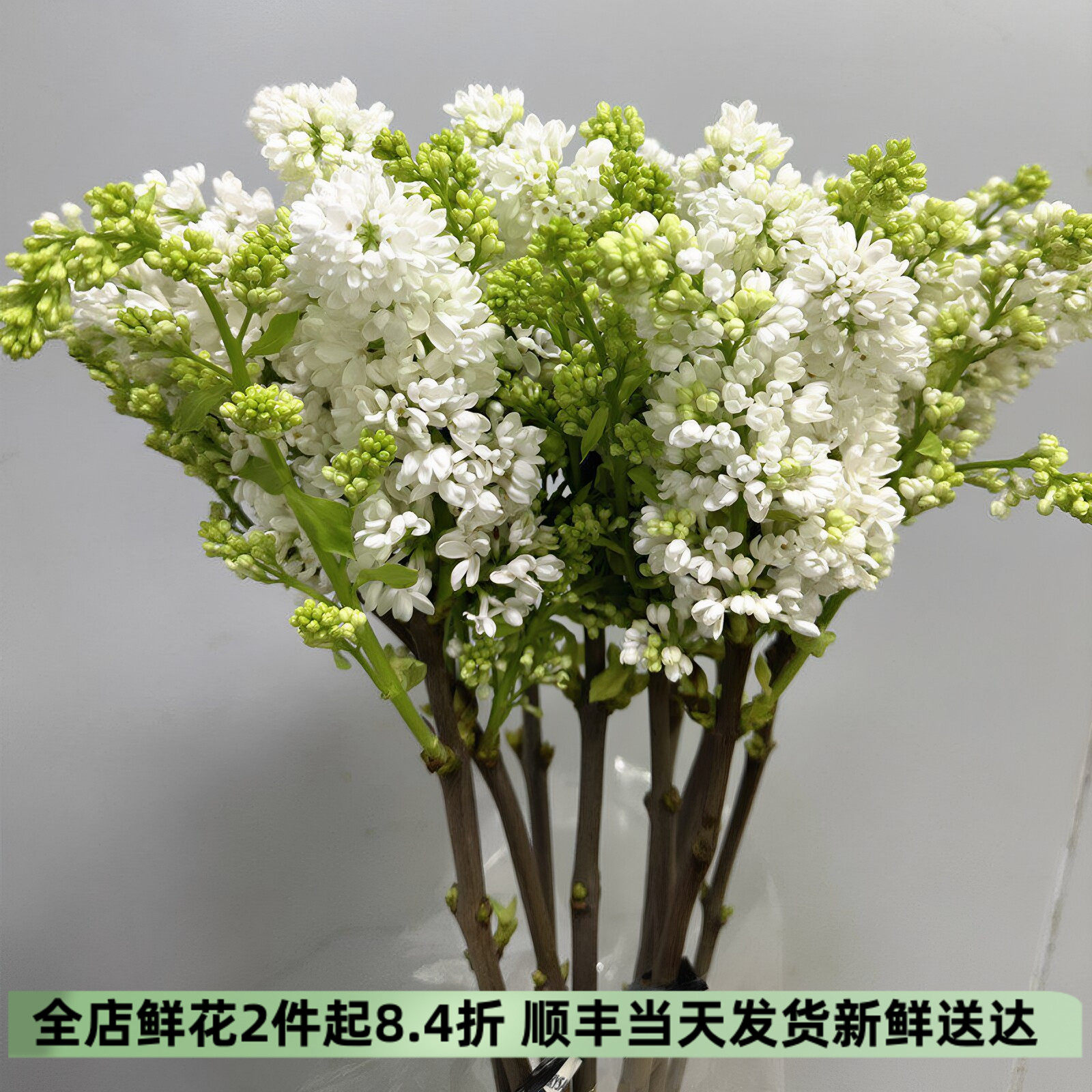 进口大花丁香高端木本花卉水培