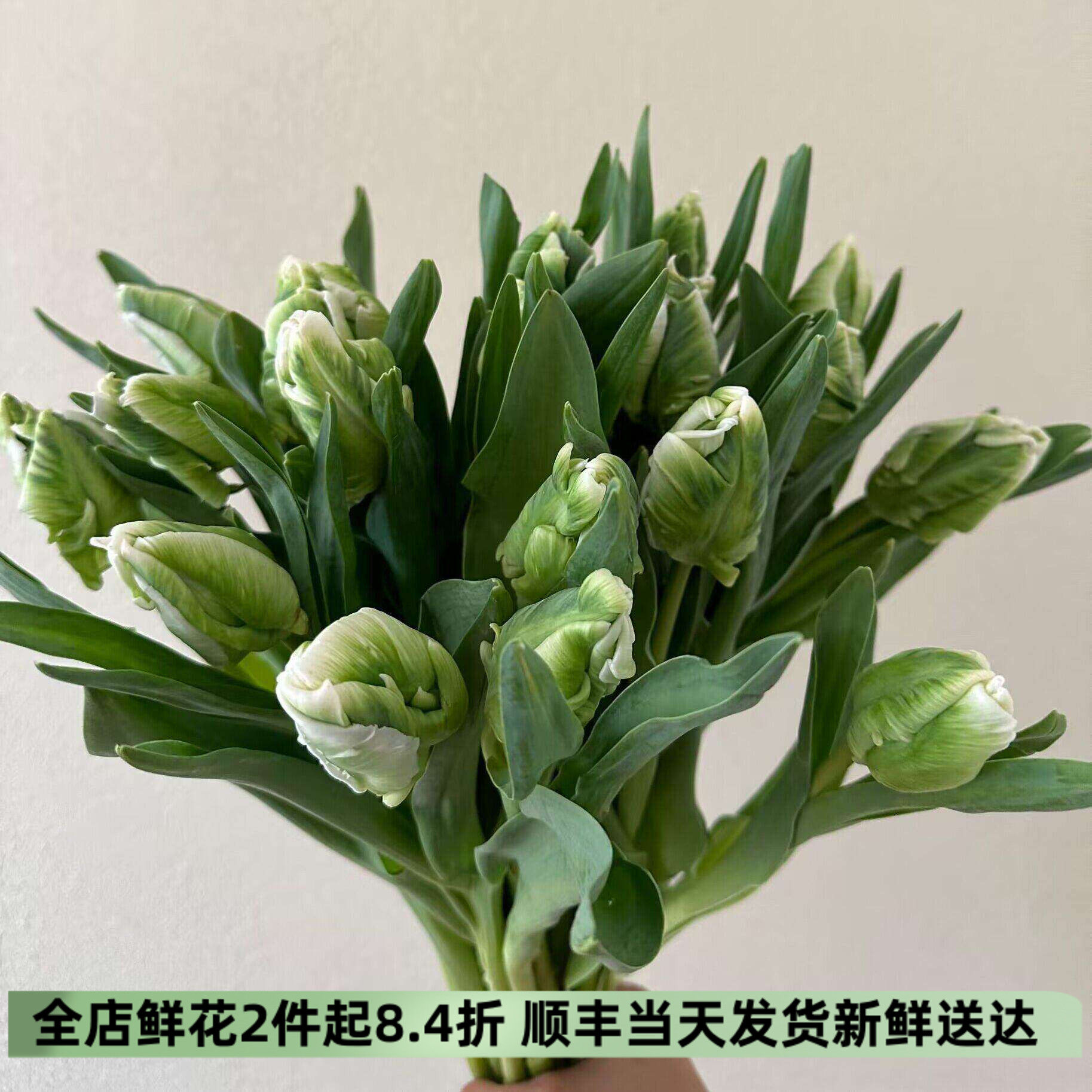 进口鹦鹉郁金香鲜花家庭插花同城