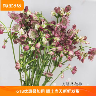 Red 同城鲜花速递 生日爱情礼物 Astrantia 荷兰进口大星芹鲜切花