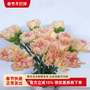 可可西里康乃馨鲜切花水养瓶插花妇女节送长辈花束母亲节鲜花速递