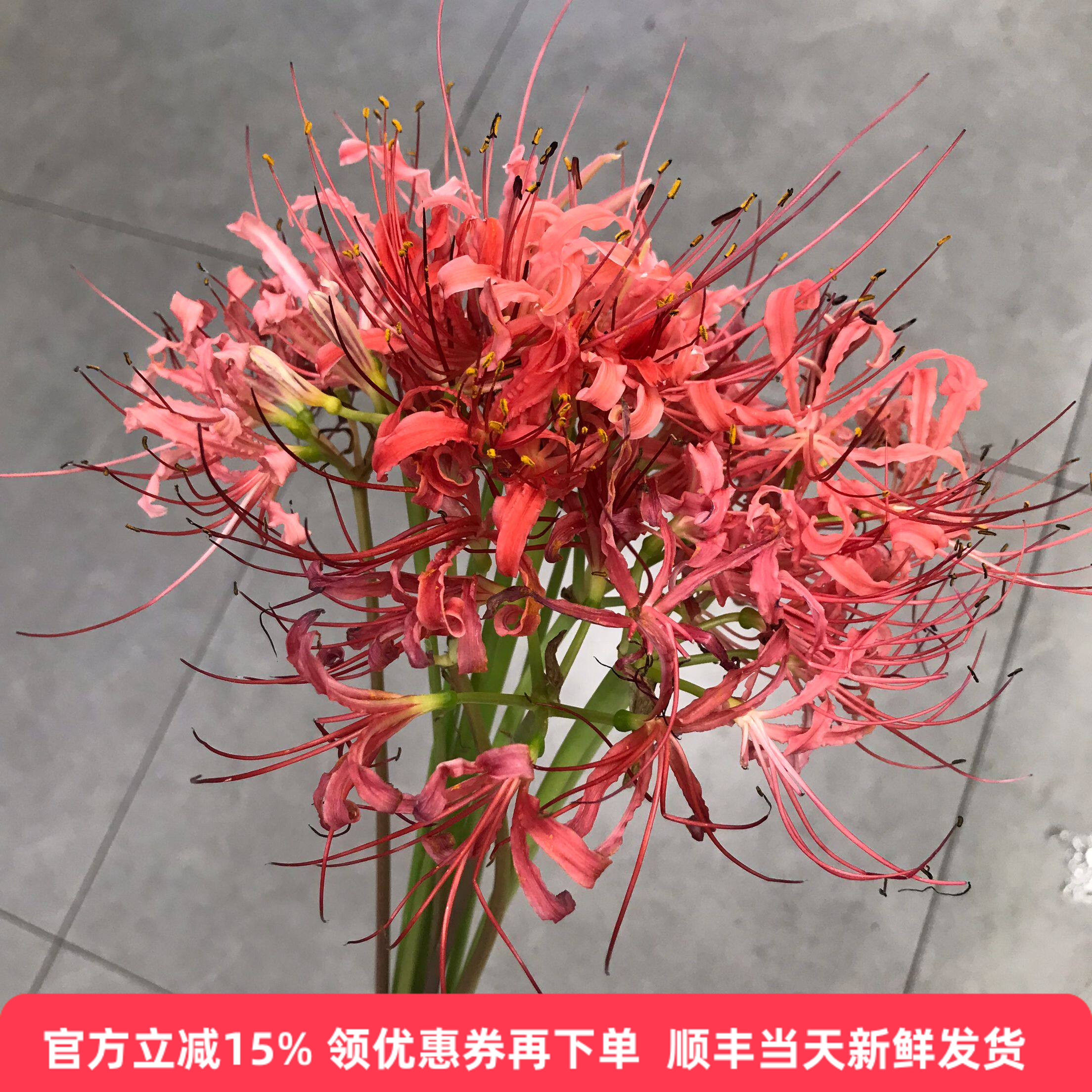 高端品种石蒜百合水培同城速递