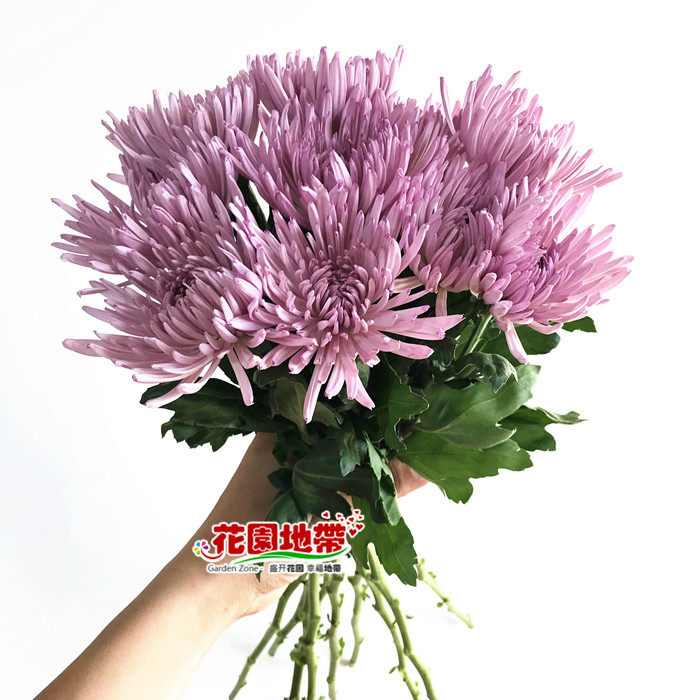 安娜菊花期长大头线菊花鲜切花生日礼物家庭生活婚礼插花鲜花速递