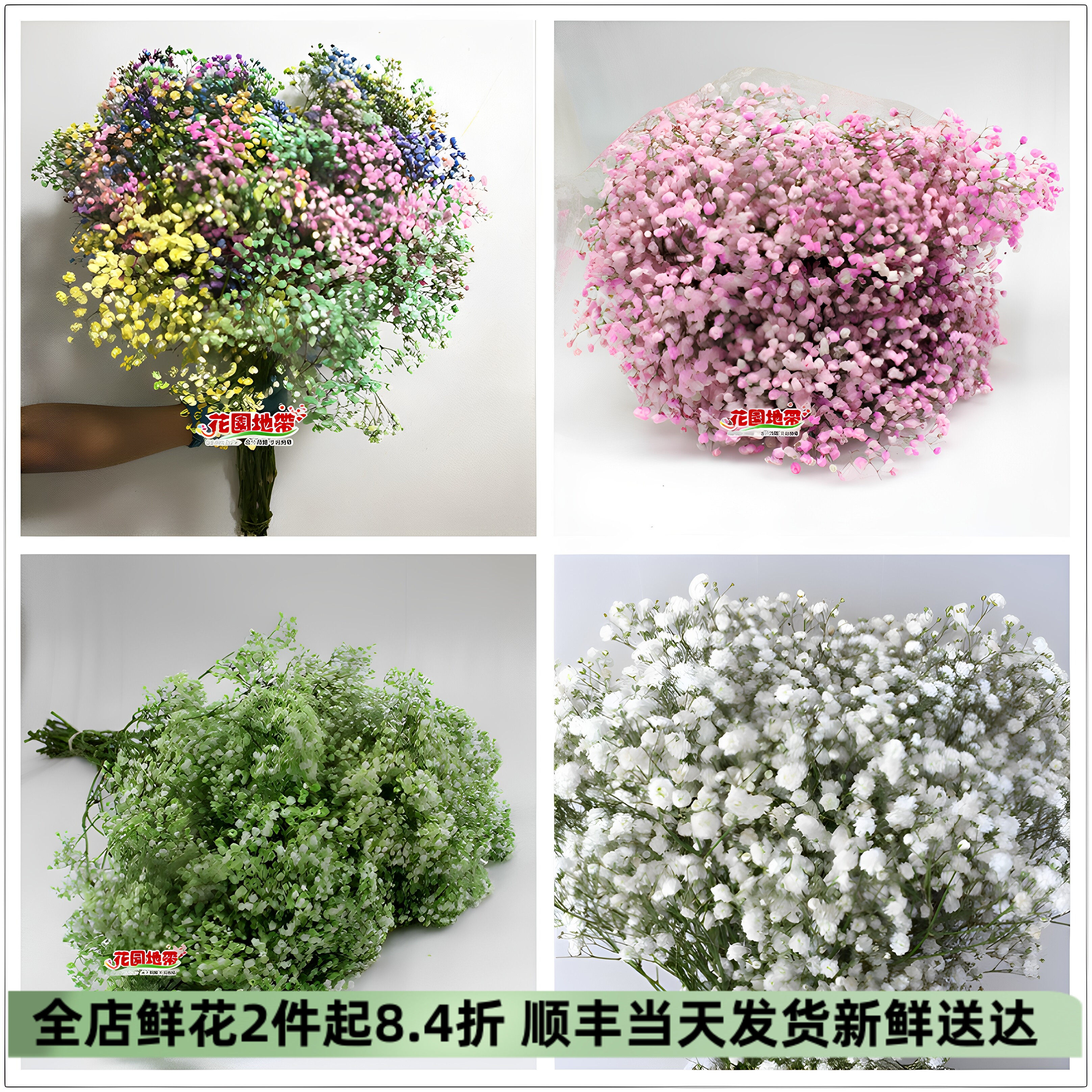 北京同城满天星风干花速递