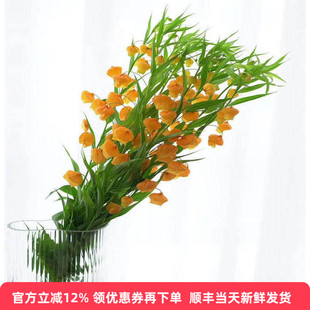 进口宫灯百合鲜切花卉室内水培花卉生日爱情鲜花礼物北京同城速递