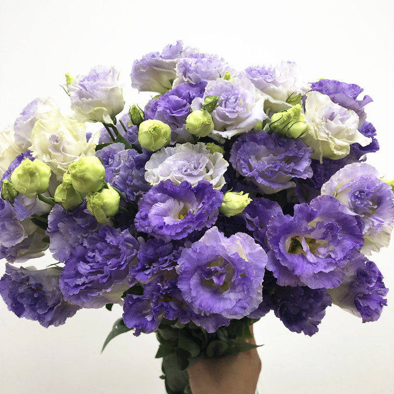 烟紫色龙胆洋桔梗鲜花 高端国产A级品质水培花艺插花生日礼物速递