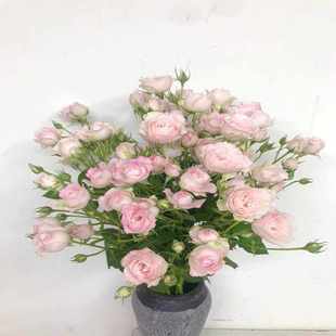 仙子之吻蔷薇花水养多头玫瑰鲜花生日朋友礼物情人节花束同城速递