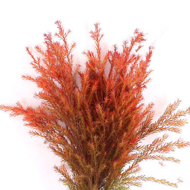 千层金木本鲜切花水培黄金香柳染色渐变花艺插花可做干花鲜花速递
