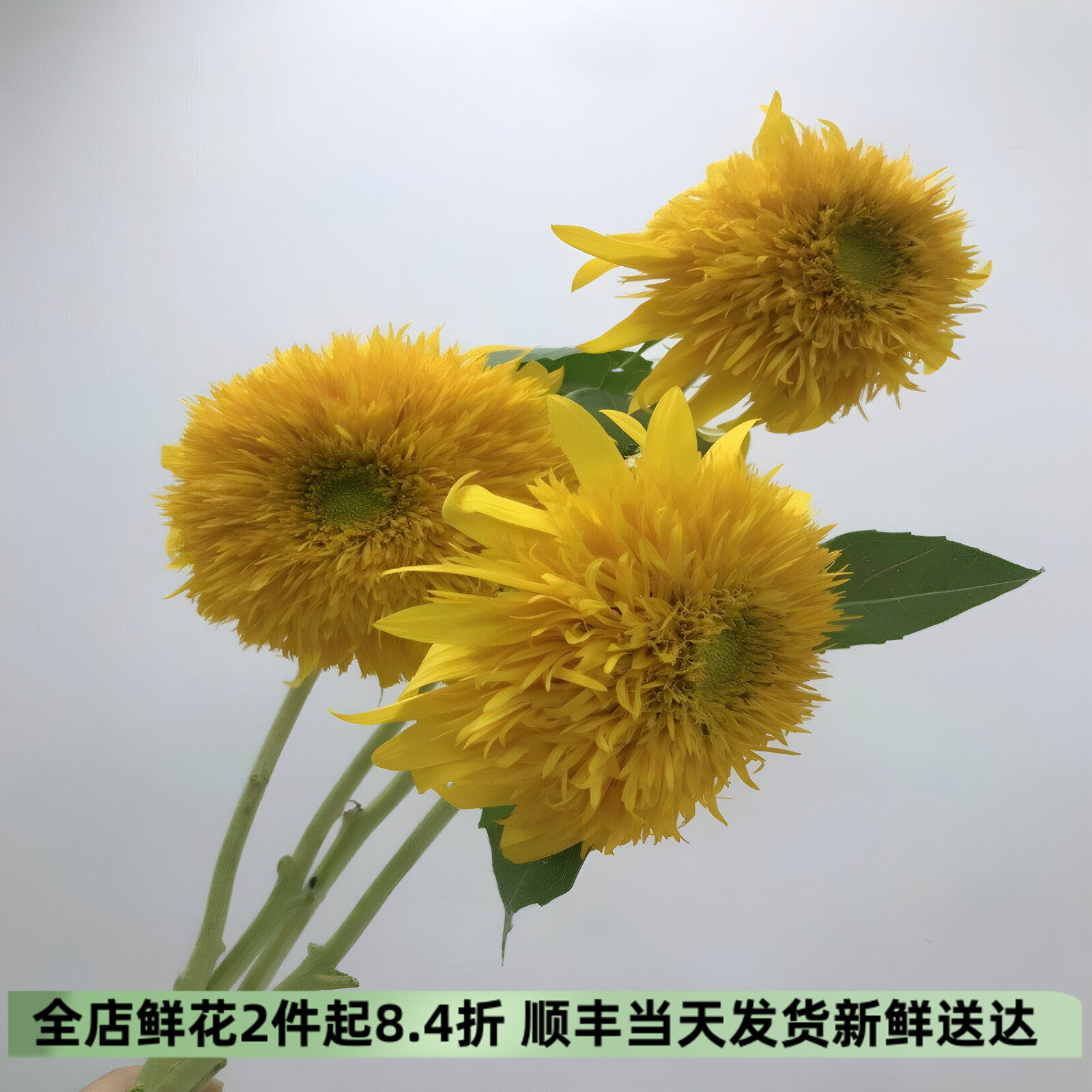北京同城速递泰迪向日葵鲜切花
