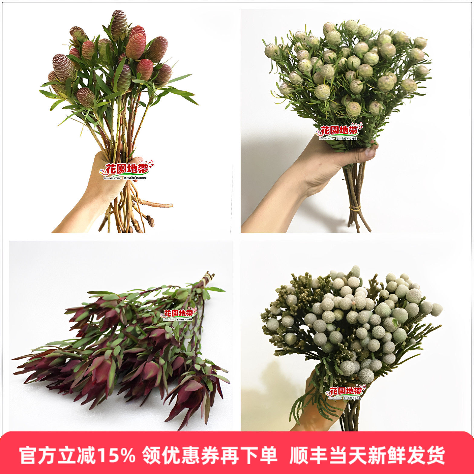 进口南非木球百合针垫可风干鲜花