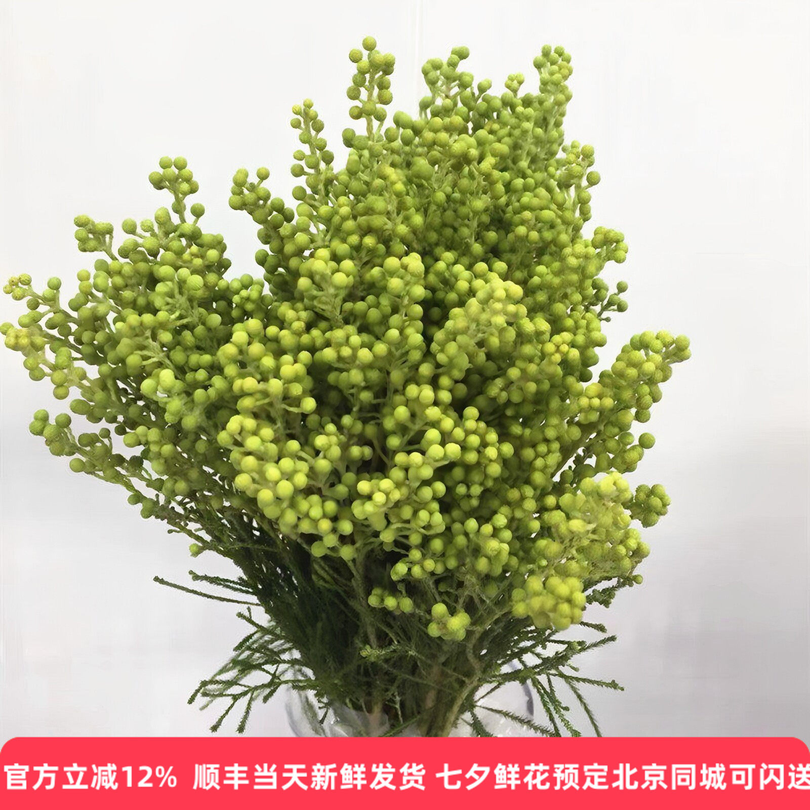 绿珊瑚果木本花椒果风干插花