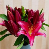 特级香水百合紫帝多头暗色系高端鲜花家庭礼佛水培花期长北京同城
