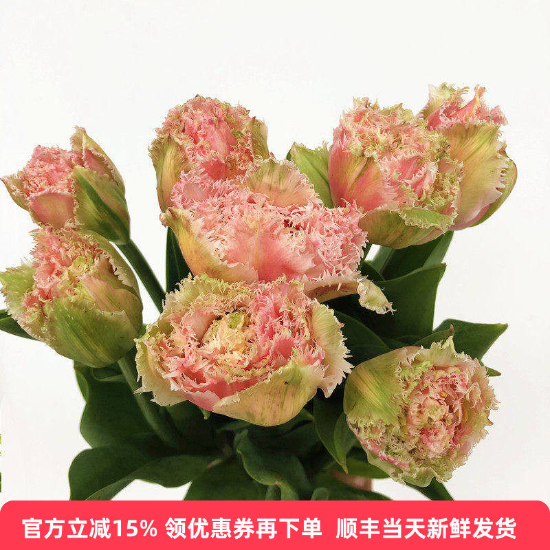 粉毛边郁金香胖花头粉少女心爱情