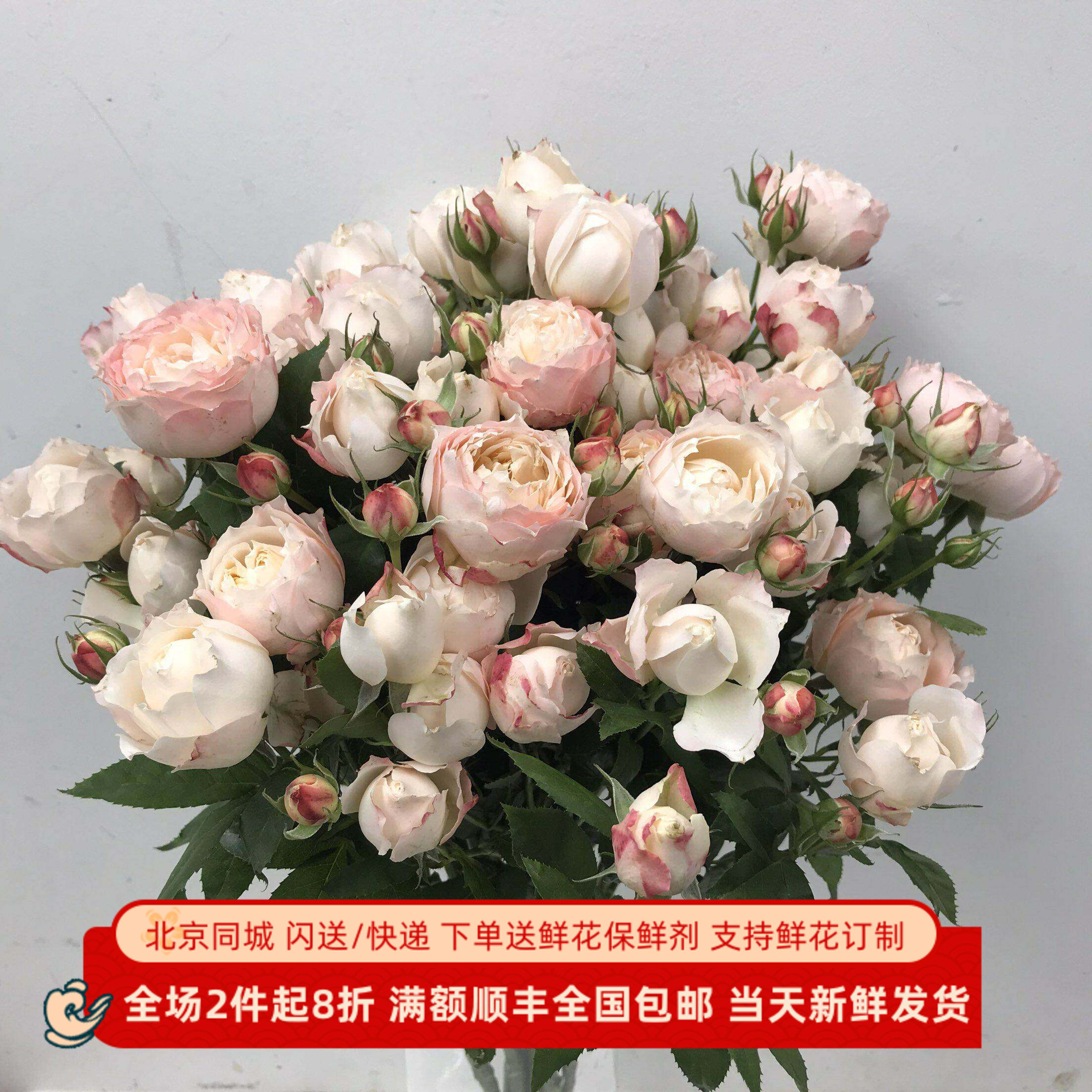 苏淇宝贝蔷薇花粉糯糯包子花型易开放水培蔷薇花北京同城鲜花速递