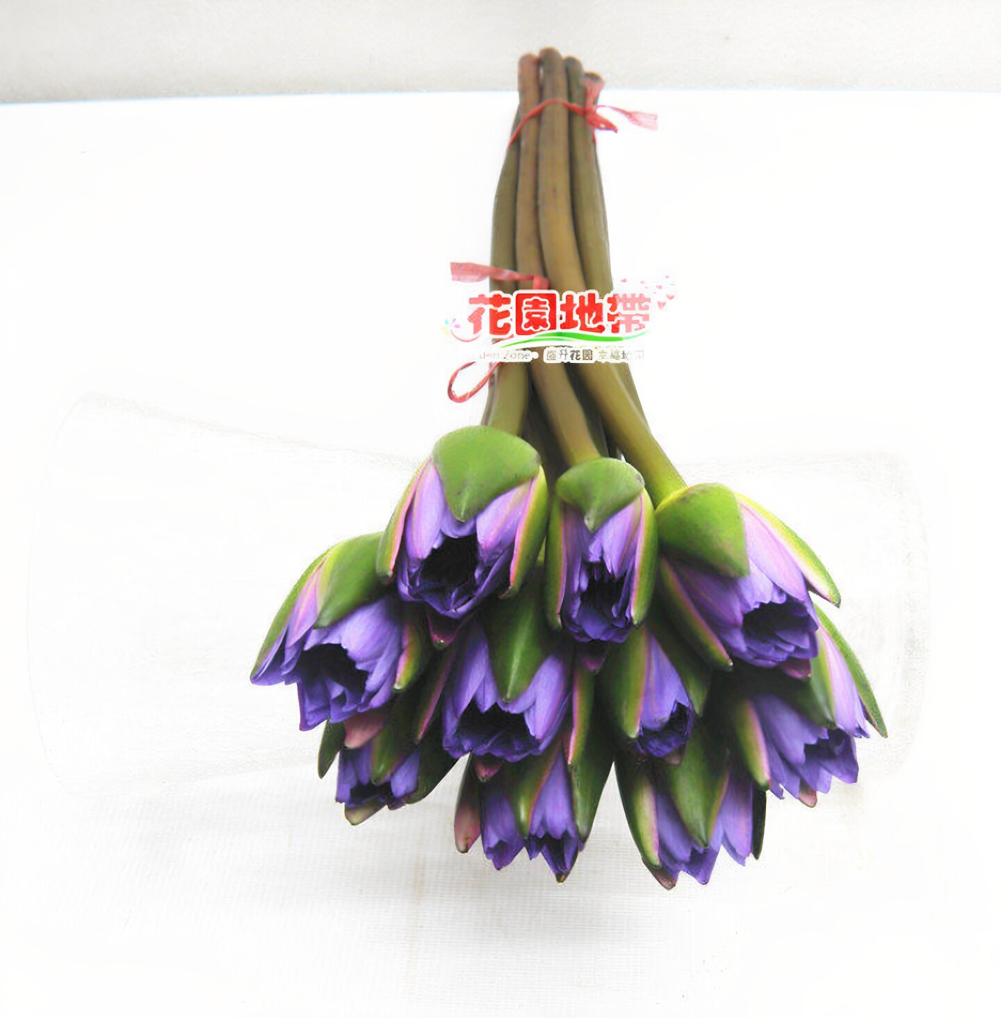 北京同城速递蓝莲花睡莲鲜切花