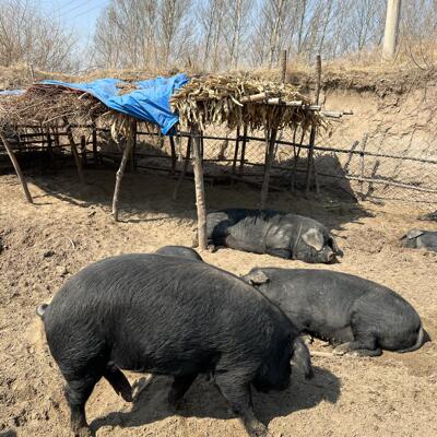 【土猪肉】干冰保温箱冰袋发货顺丰或者中通冷链
