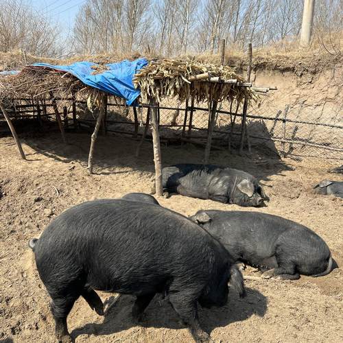 【1号土猪肉现场直播拍改价链接】老顾客下单备注东北农村土猪肉