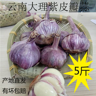 包邮 云南大理现挖农家紫皮大蒜新鲜大蒜头2020新蒜紫皮六瓣蒜5斤