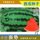 包邮 丰霸强势西瓜种子大果甜红瓤14度抗病抗裂高产中晚熟原装 80克