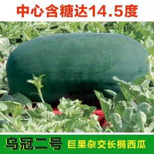 西瓜种子爱花二号红冠二号乌冠三号抗病丰三波兰壮阔黑皮大果大红