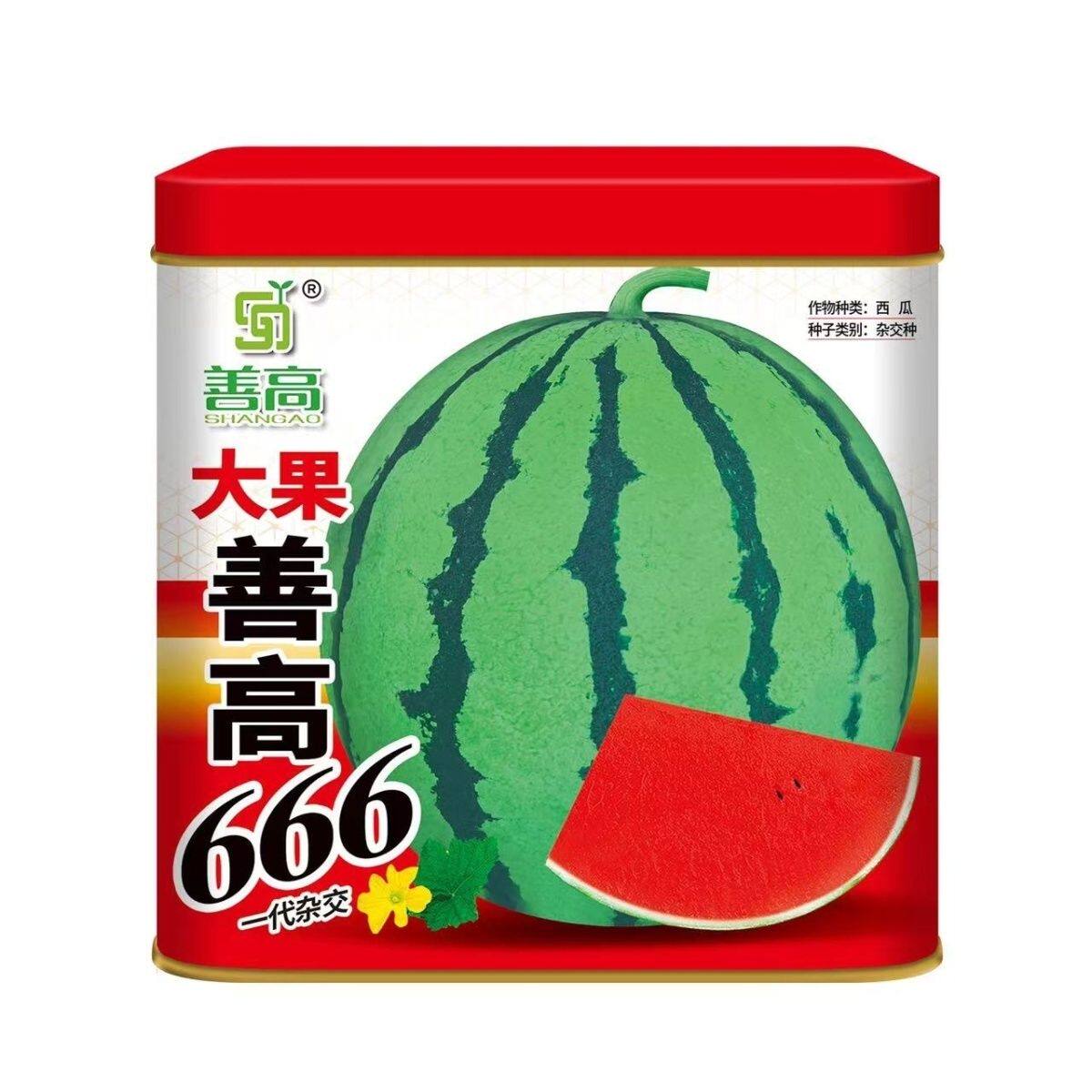 大果善高666一代杂交西瓜种子中早熟薄皮圆形大红瓤甜脆抗性强
