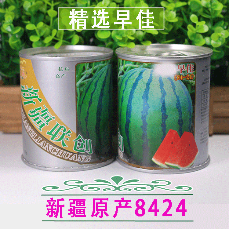 早佳8424西瓜种子早熟红心甜麒麟瓜种子皮薄口感好新种子包邮