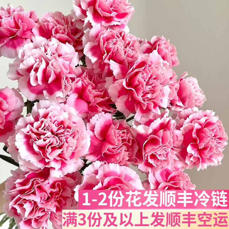 笑颜单头康乃馨云南基地直发