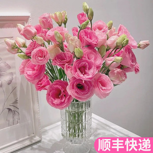 桔梗花鲜花云南直发基地昆明斗南花卉市场吉梗真花水养洋桔梗花