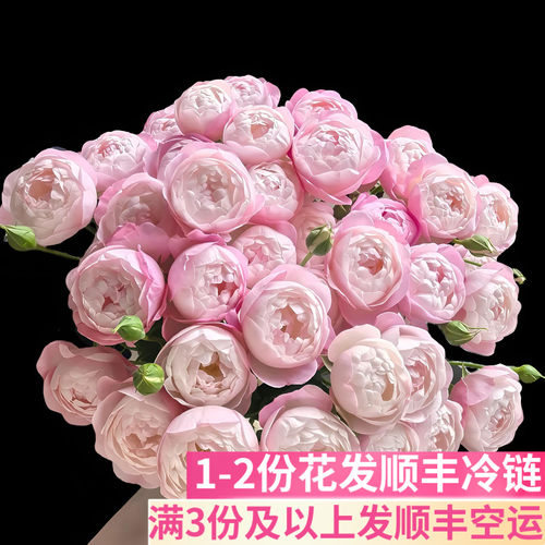 草莓杏仁饼多头玫瑰泡泡客厅插花