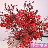 腊梅鲜花奥梅云南斗南鲜花基地直发澳洲插花澳梅花卉批花卉市场发