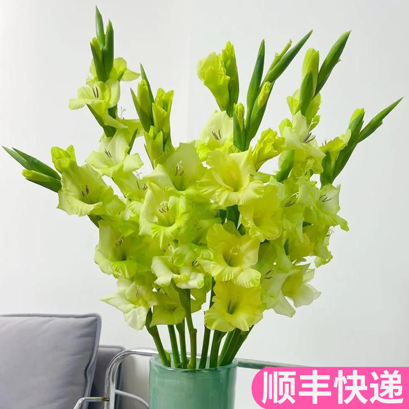 绿色剑兰鲜花鲜切花客厅家用插花真花节节高云南斗南鲜花基地直发