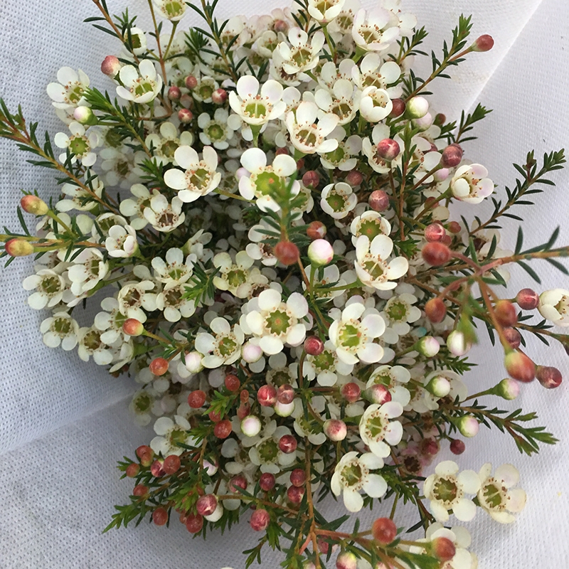 腊梅鲜花新鲜云南直发基地澳洲插花新鲜真花蜡水养澳梅冬水培梅花
