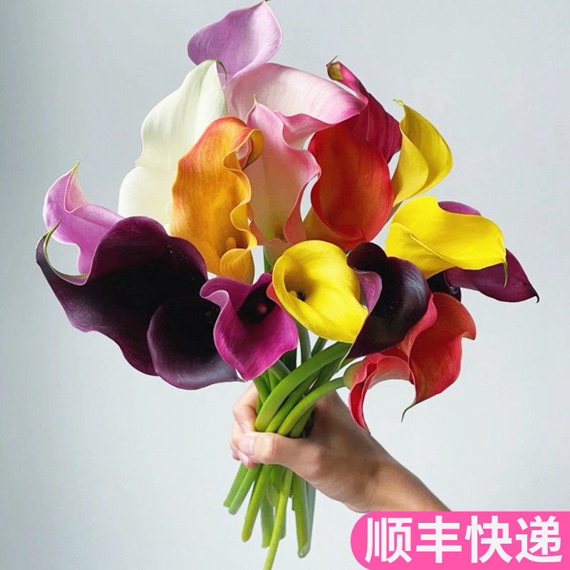 彩马彩色马蹄莲海芋基地直发