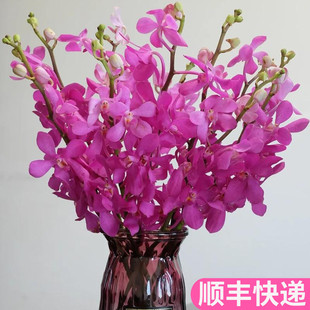 泰国进口玫红千代兰洋兰鲜花鲜切花家用办公桌花顺丰花艺礼物小众