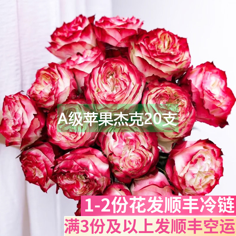A级苹果杰克玫瑰花鲜花基地直发