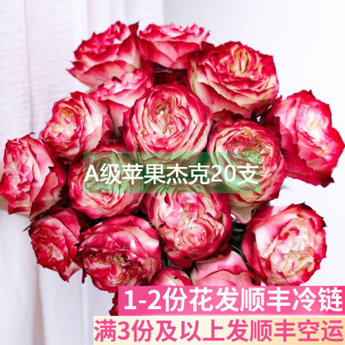 A级苹果杰克玫瑰花鲜花基地直发