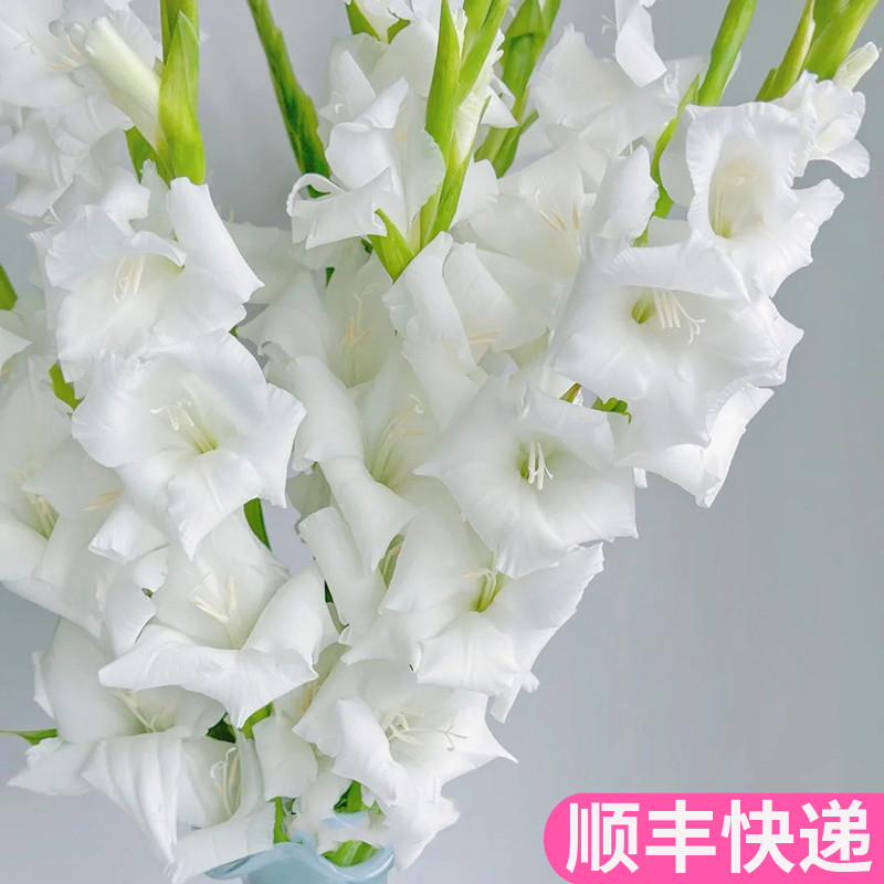 白色剑兰鲜切花鲜花基地直发