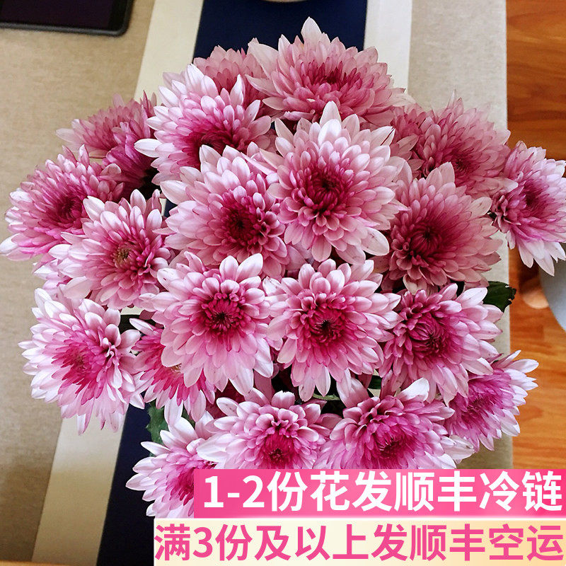 小雏菊鲜切花鲜花基地直发