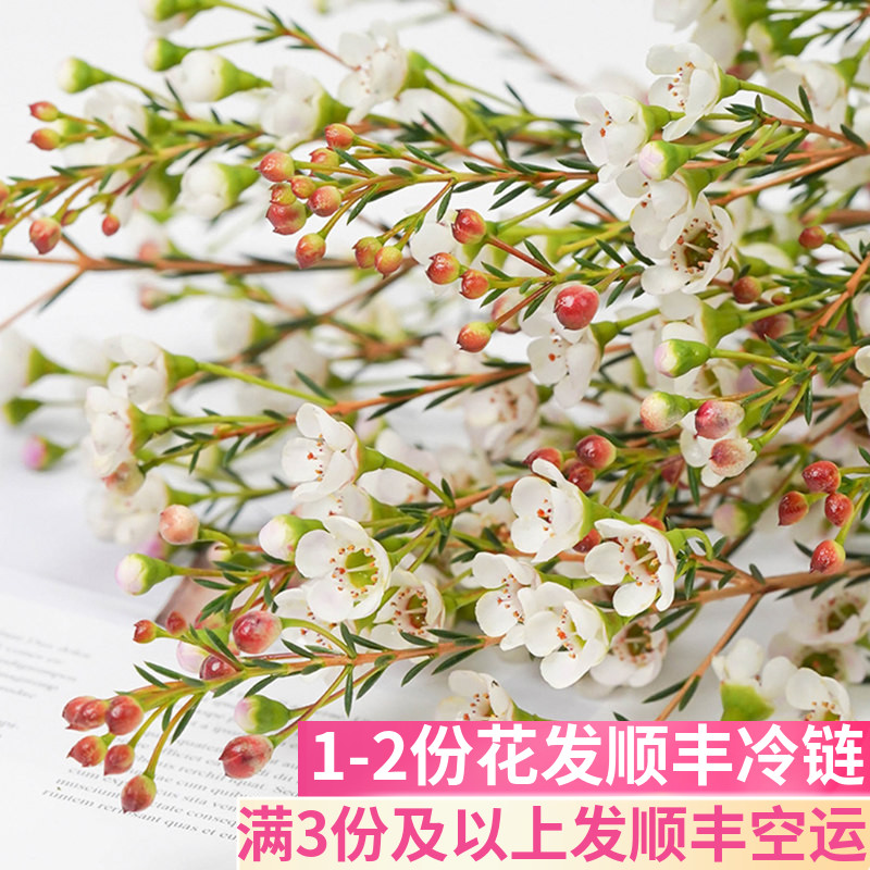 腊梅插花云南斗南鲜花基地直发花卉市场室内客厅鲜切澳洲奥洲澳梅