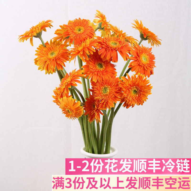 非洲菊花鲜花20支太阳花扶郎花