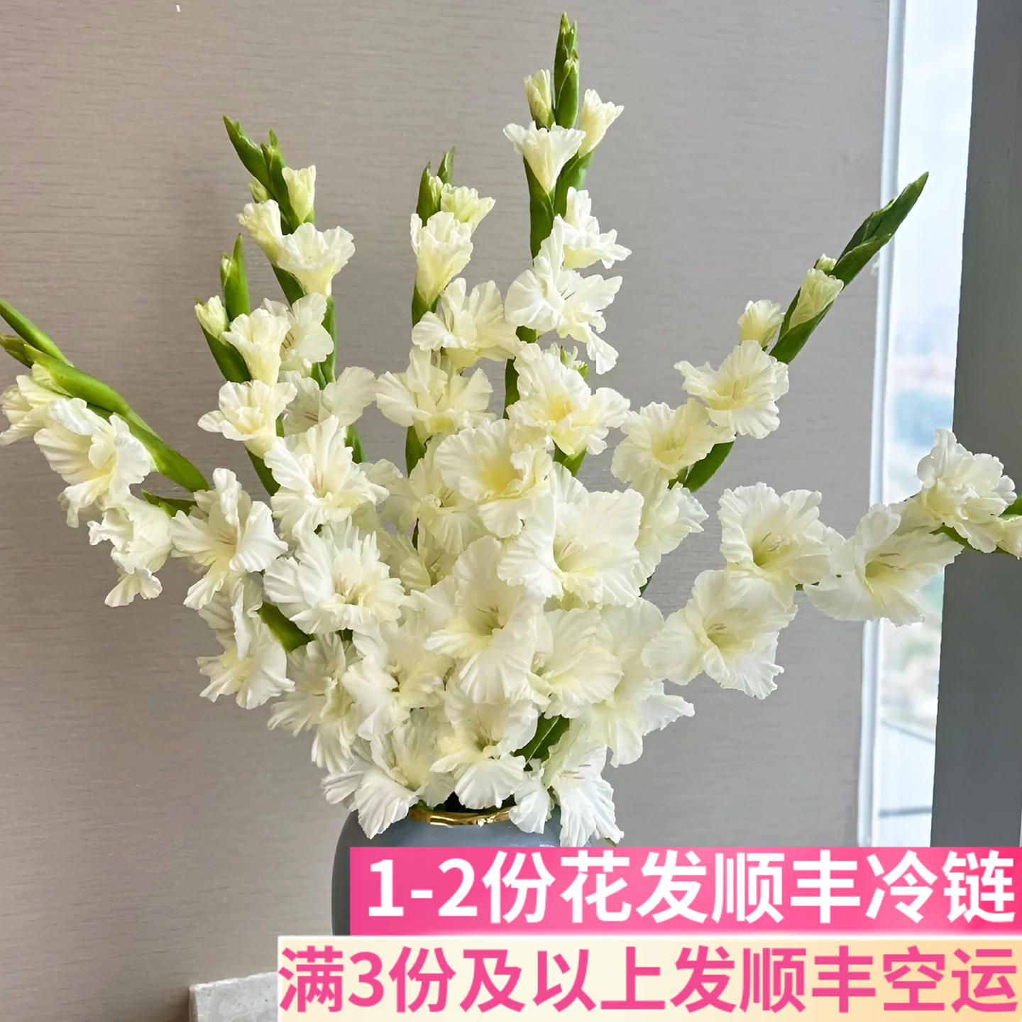 水晶糖果剑兰鲜花节节高