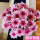 小雏菊鲜花花束批多头发花卉市场小菊云南直发昆明基地斗南花市稚