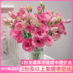 桔梗花鲜花云南直发基地昆明斗南花卉市场吉梗真花水养洋桔梗花