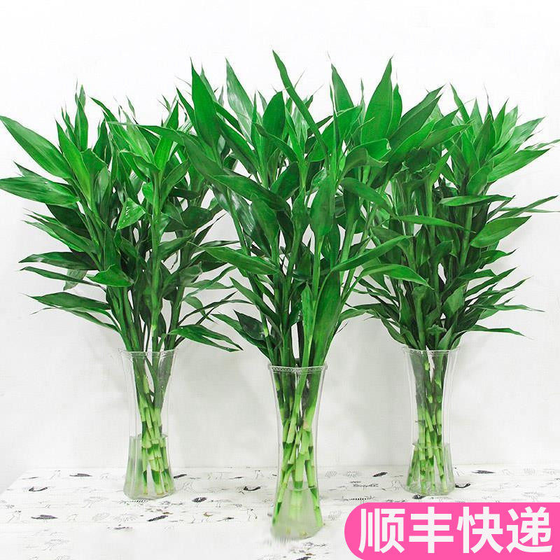 富贵竹节节高升云南直发基地昆明斗南客厅四季室内水培水竹绿色
