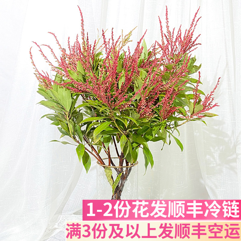 山里红配花配草斗南鲜花基地直发云南昆明花卉市场花市水养鲜切花