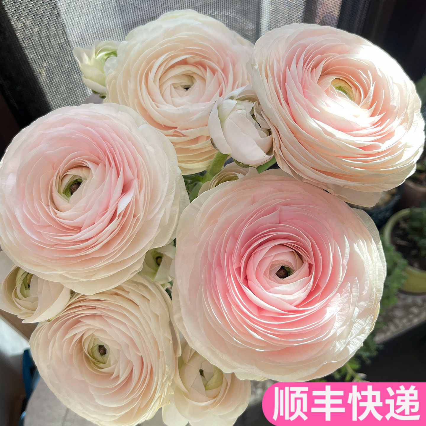 河内洋牡丹樱花粉稀有手捧小众稀有婚庆斗南鲜花基地直发花卉市场,鲜花速递/花卉仿真/绿植园艺,花材,淘宝优惠券,粉丝福利购,淘宝优惠卷