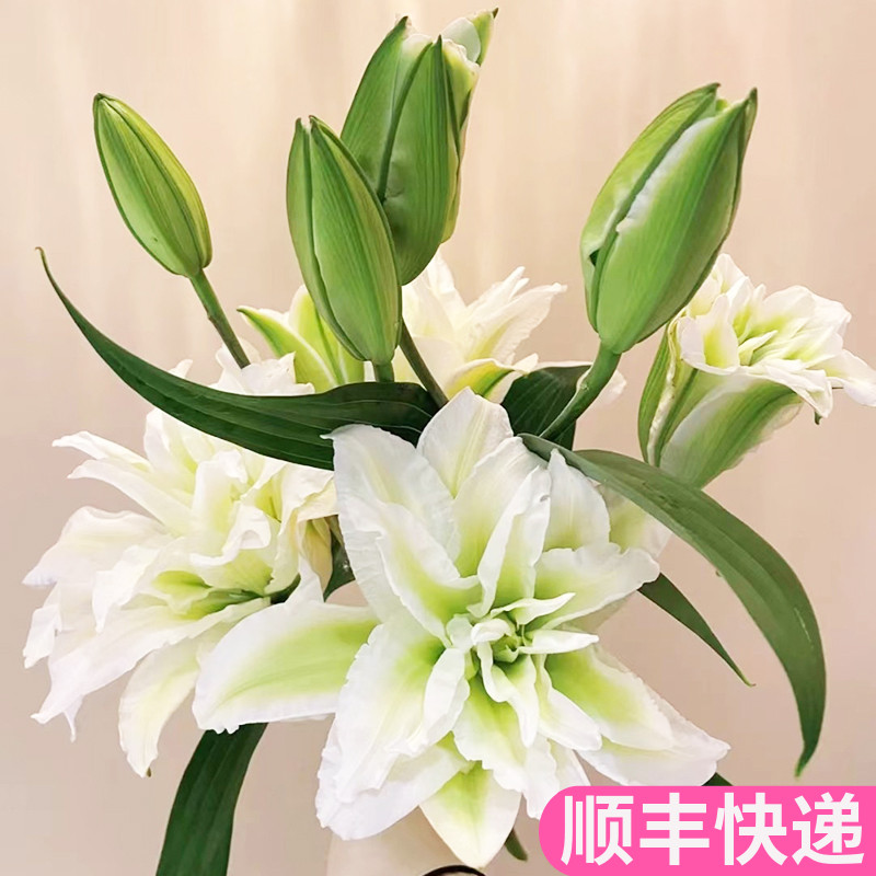 爱莎重瓣百合浪漫之星基地直发