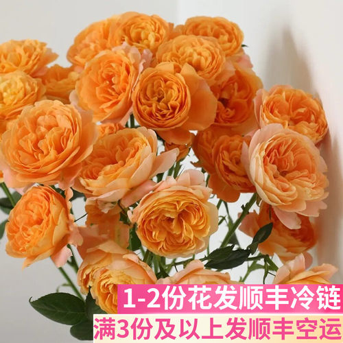果汁阳台多头玫瑰泡泡基地直发