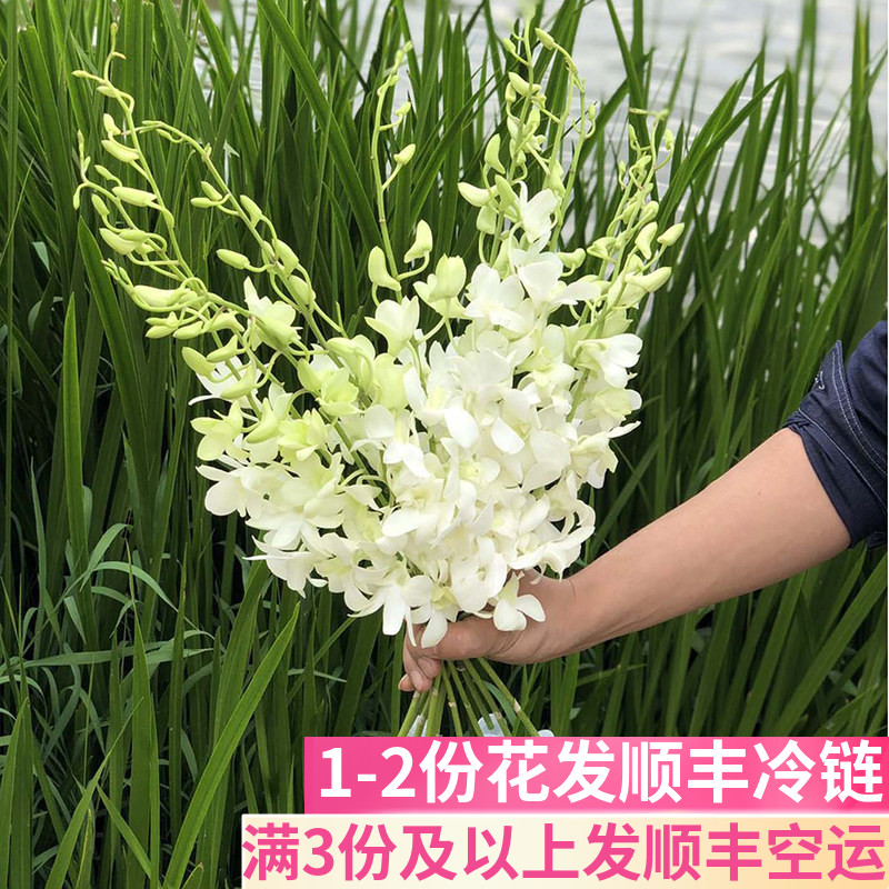 洋兰鲜花家用插花商务公司室内